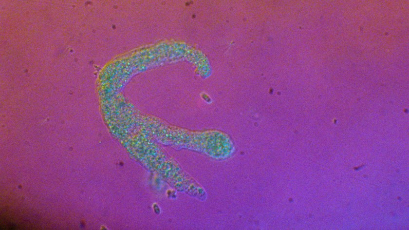 howlround-a-creak-in-time-6